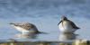calidris-alpina_02_t1_1.jpg