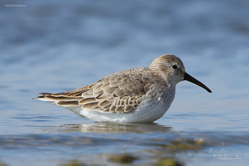 calidris-alpina_03.jpg