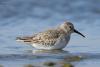 calidris-alpina_03_t1.jpg