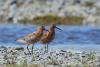 calidris-ferruginea_01_t1.jpg
