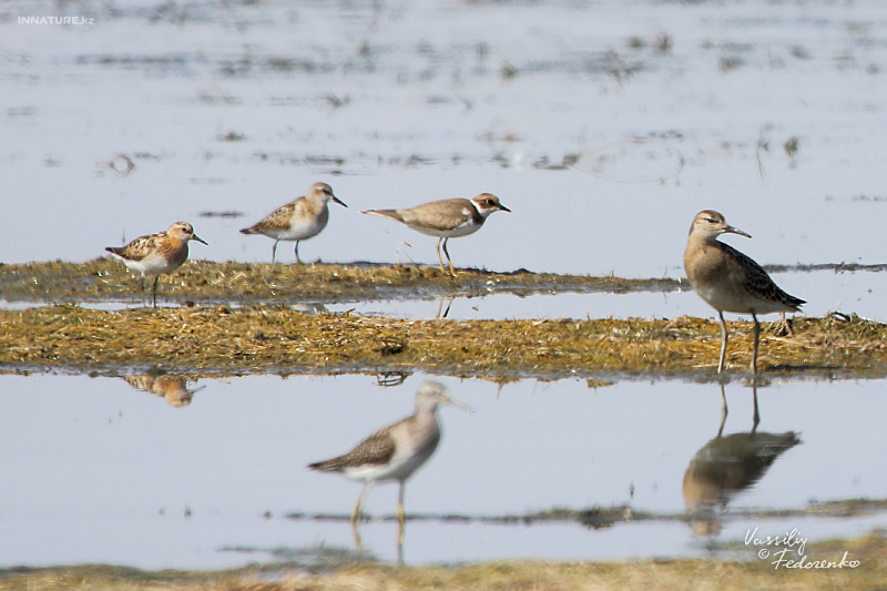 calidris-ruficollis_2.jpg