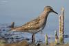 calidris-temminckii_01_t1_1.jpg