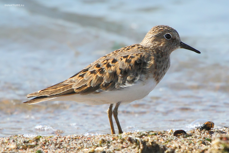 calidris-temminckii_02.jpg