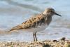 calidris-temminckii_02_t1.jpg
