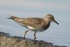 calidris-temminckii_02_t1_1.jpg