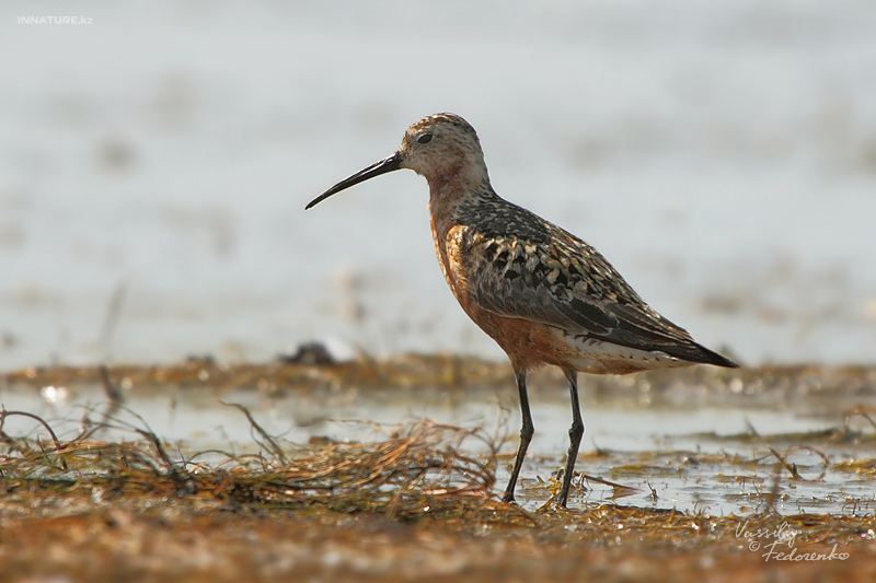 calidris-testacea_01_1.jpg
