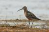 calidris-testacea_01_t1_1.jpg