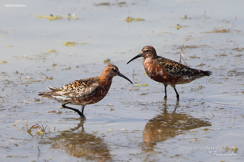 calidris-testacea_02.jpg