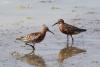 calidris-testacea_02_t1.jpg