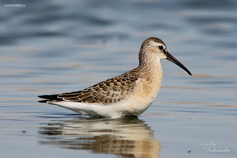 calidris_01.jpg