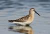 calidris_01_t1.jpg