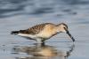 calidris_02_t1.jpg