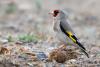 carduelis-caniceps_01_t1.jpg