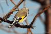 carduelis-caniceps_01_t1_2.jpg