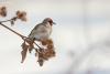 carduelis-caniceps_01_t1_3.jpg