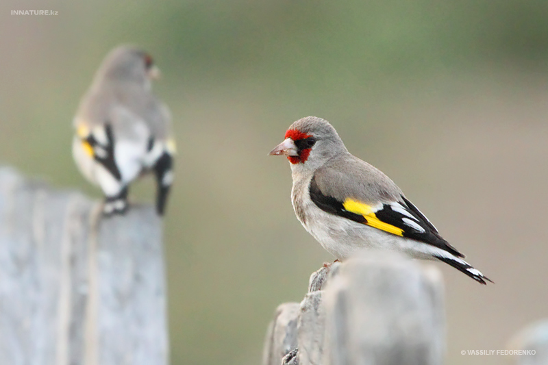 carduelis-caniceps_02.jpg