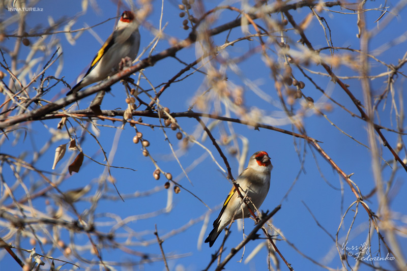 carduelis-caniceps_02_2.jpg