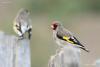 carduelis-caniceps_02_t1.jpg