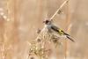 carduelis-caniceps_02_t1_1.jpg