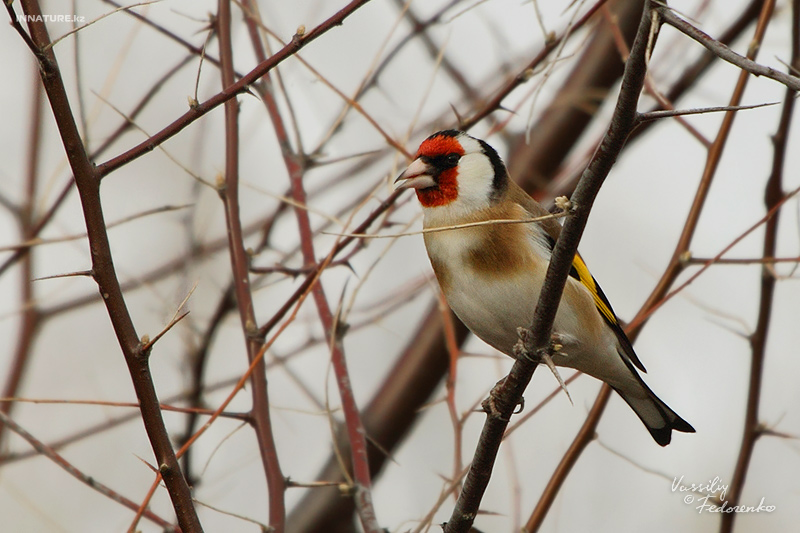 carduelis-carduelis_01.jpg