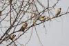 carduelis-carduelis_02_t1.jpg