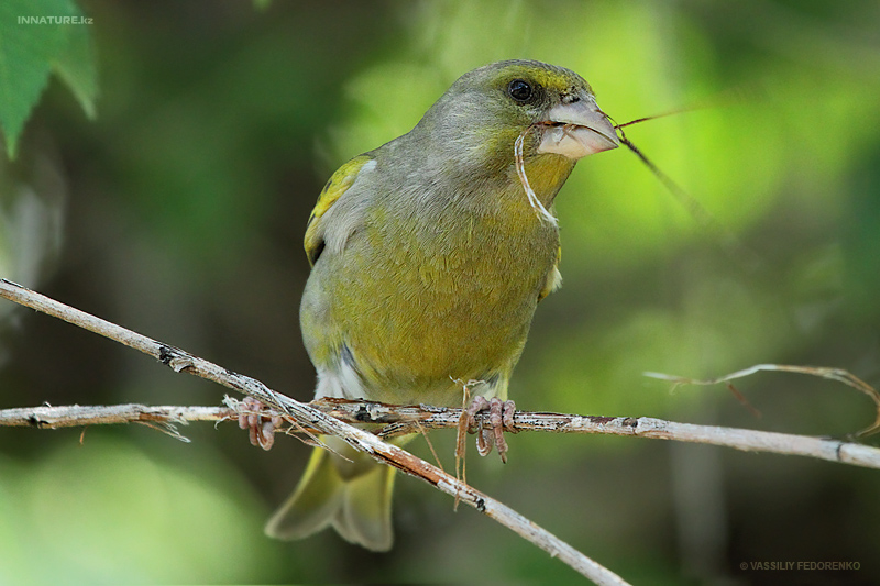 carduelis-chloris_01_1.jpg