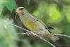 carduelis-chloris_02_t1_1.jpg