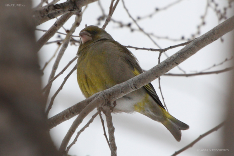 carduelis-chloris_04.jpg