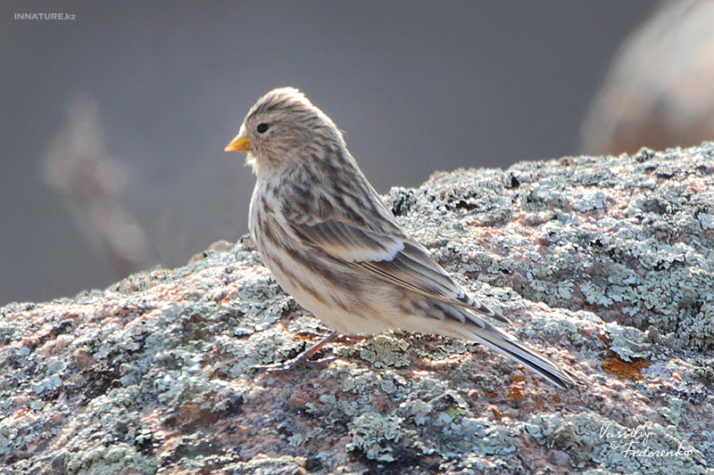 carduelis-flavirostris_02.jpg