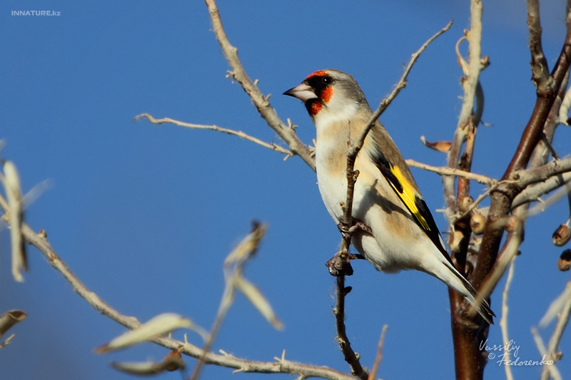 carduelis_01jpg.jpg