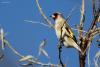 carduelis_01jpg_t1.jpg