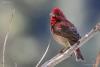 carpodacus-erythrinus_01_t1.jpg