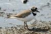 charadrius-dubius_01_t1.jpg