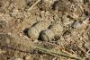 charadrius-dubius_02_t1.jpg