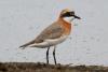 charadrius-mongolus_01_t1.jpg