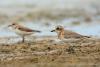 charadrius-mongolus_01_t1_1.jpg