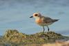 charadrius-mongolus_01_t1_2.jpg