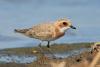 charadrius-mongolus_02_t1_1.jpg