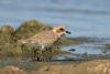 charadrius-mongolus_03_t1_1.jpg