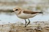 charadrius-mongolus_06_t1.jpg