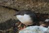 cinclus-cinclus_02_t1.jpg