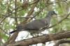 columba-palumbus_01_t1.jpg