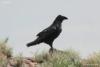 corvus-corax_01_t1.jpg
