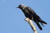 corvus-monedula_01_t1.jpg