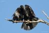 corvus-monedula_02_t1.jpg