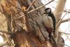 dendrocopos-leucopterus_01_t1.jpg