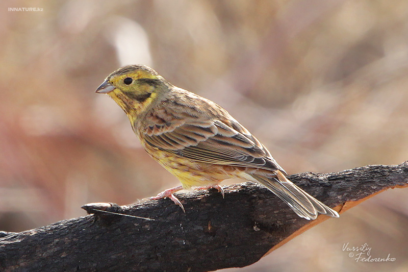 emberiza-citrinella_01.jpg