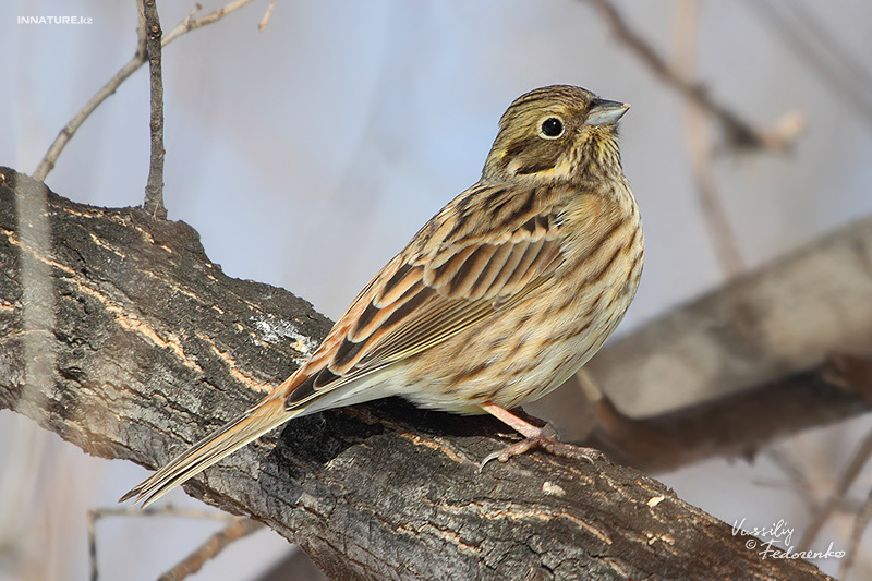 emberiza-citrinella_01_2.jpg