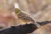 emberiza-citrinella_01_t1.jpg