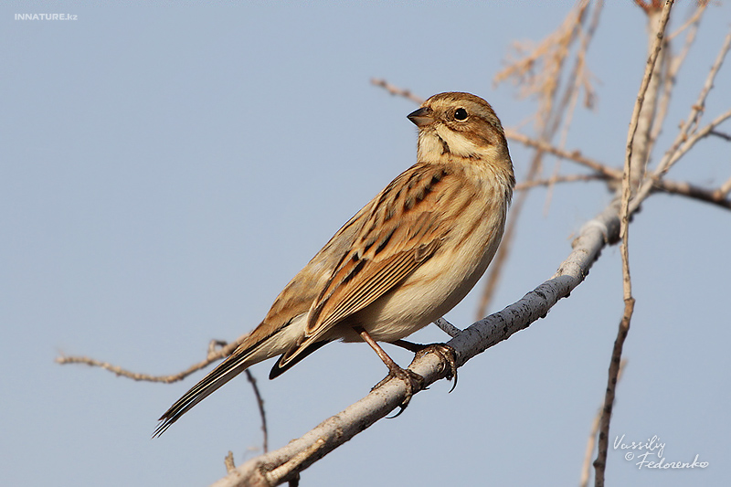 emberiza-schoeniclus_01.jpg